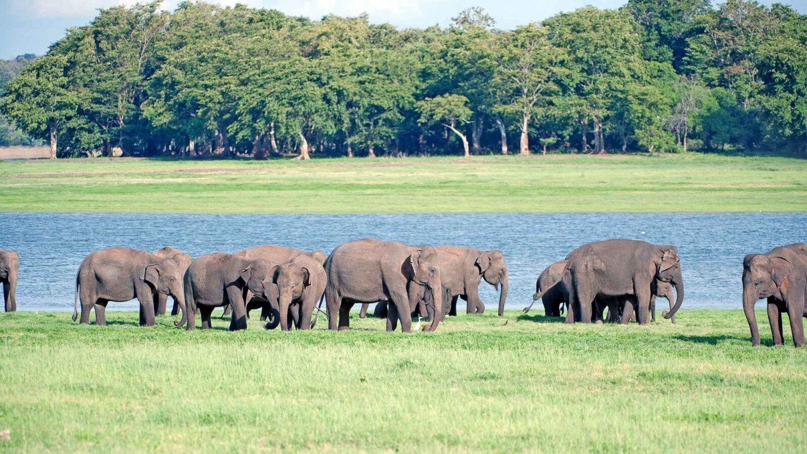 Minneriya jeep safari, Sri Lanka