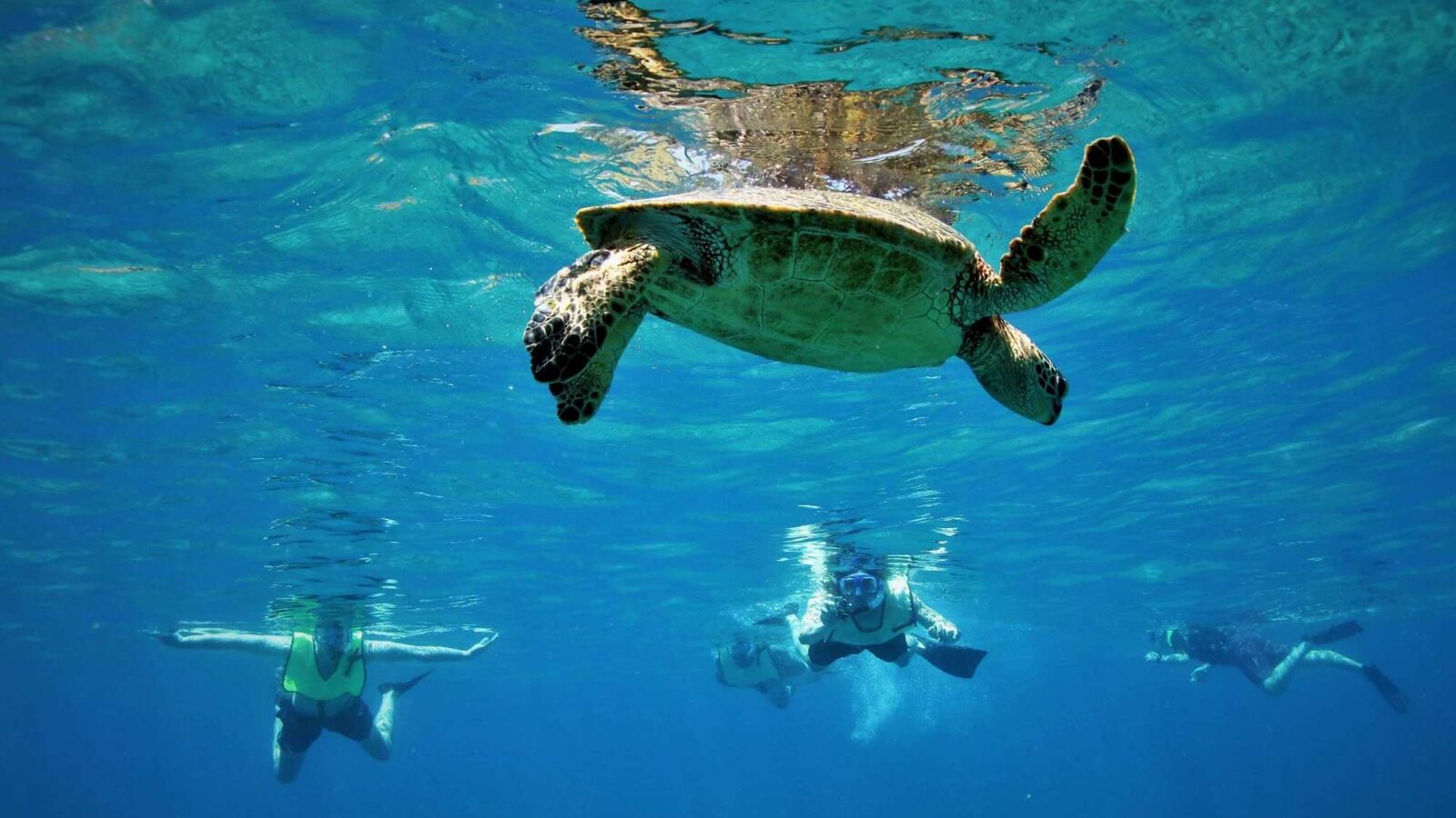 Snorkelling in Sri Lanka