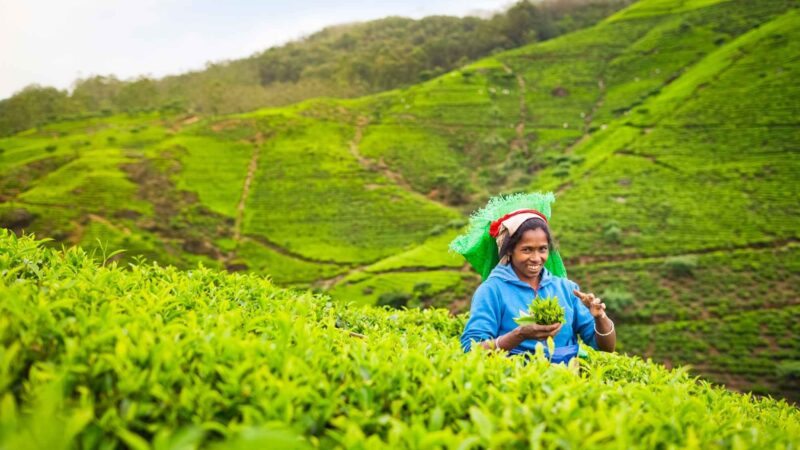 Tea plantation tour in Sri Lanka's hill country