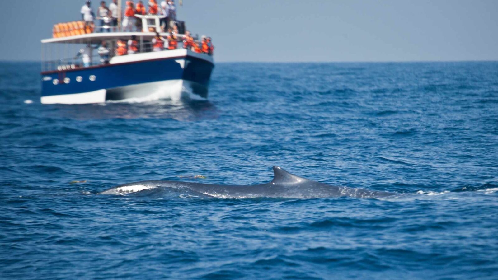 Whale watching in Sri Lanka