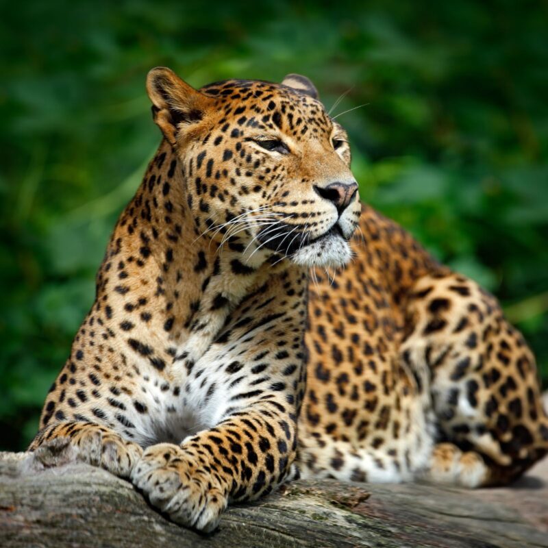 Yala National Park, Sri Lanka