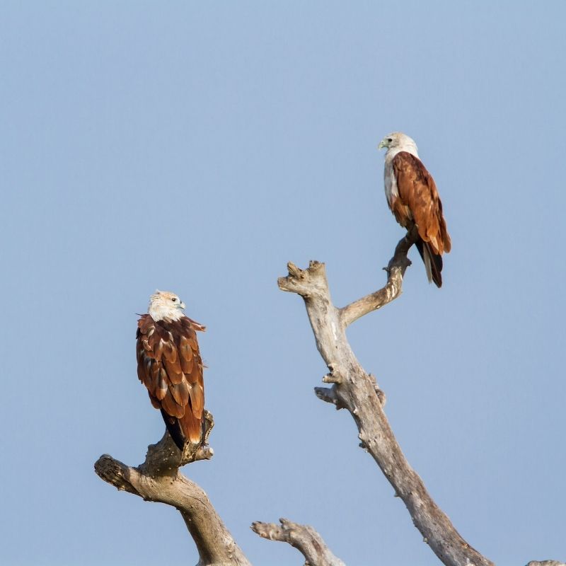 Wildlife tours in Sri Lanka